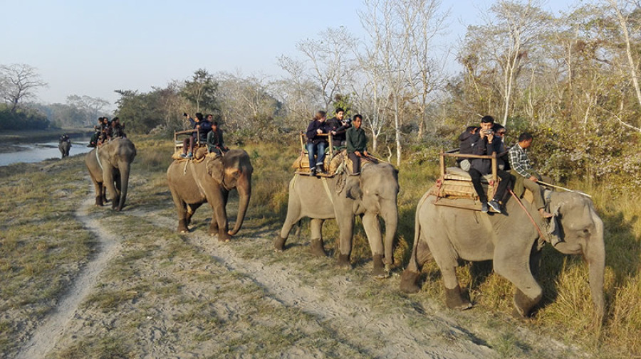 Ban on elephant safari will kill business, say operators