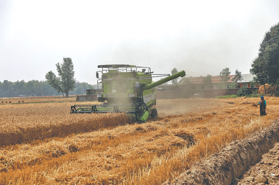 22 tonnes of improved wheat seeds produced