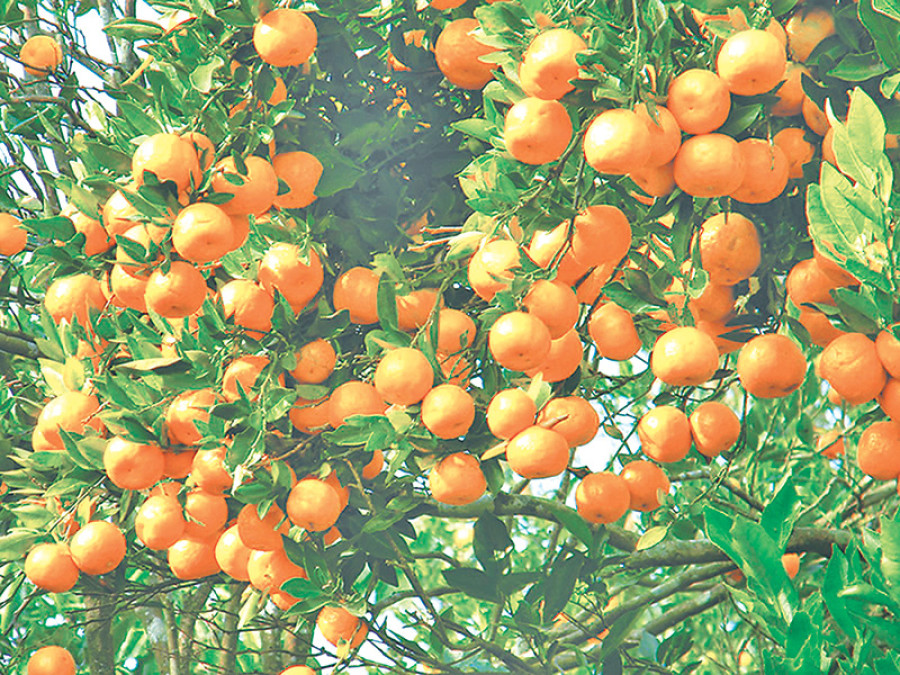 Govt to set up orange zone up in Jajarkot
