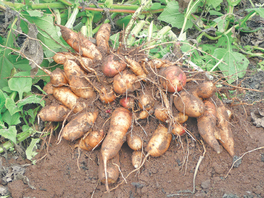 Ground apple farmers upset with slow sales