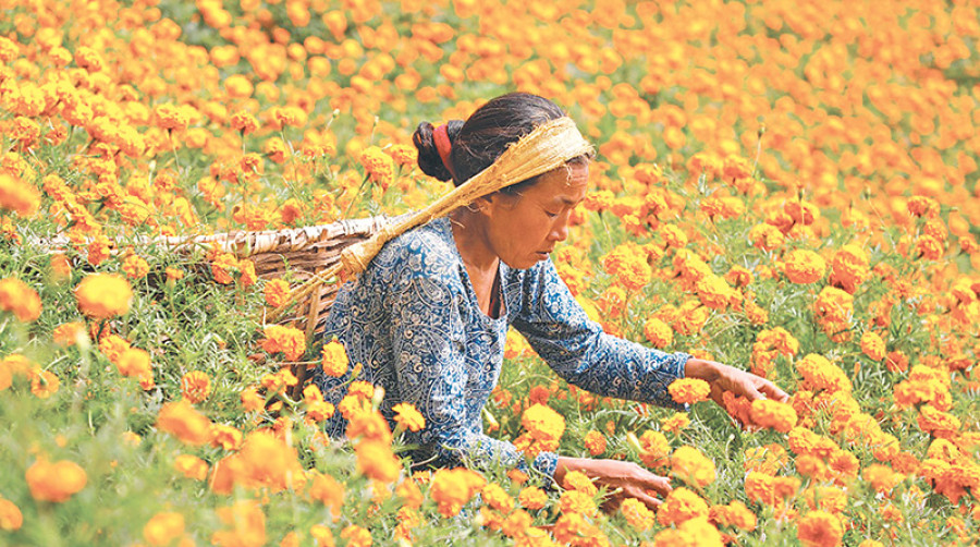 Marigold prices to see rise this Tihar