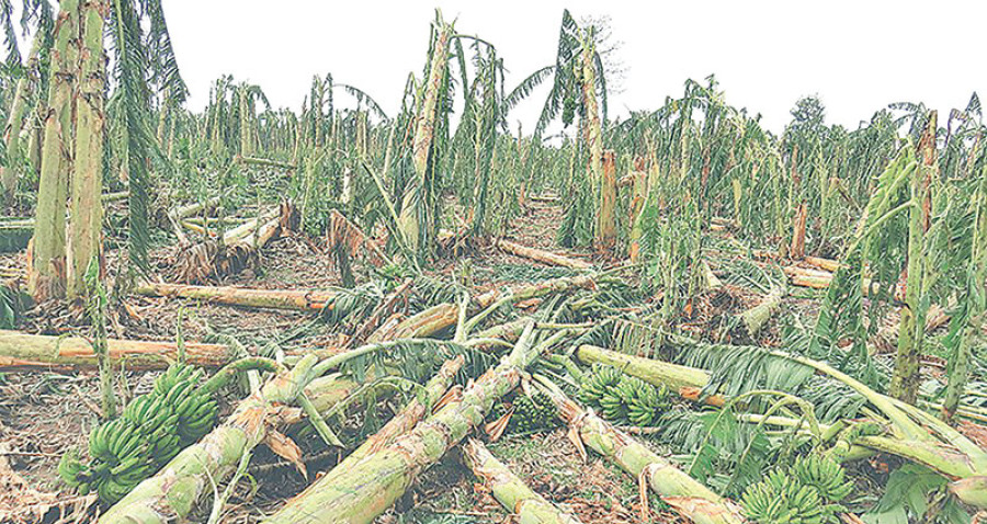 Storm leaves banana farmers reeling in Bara