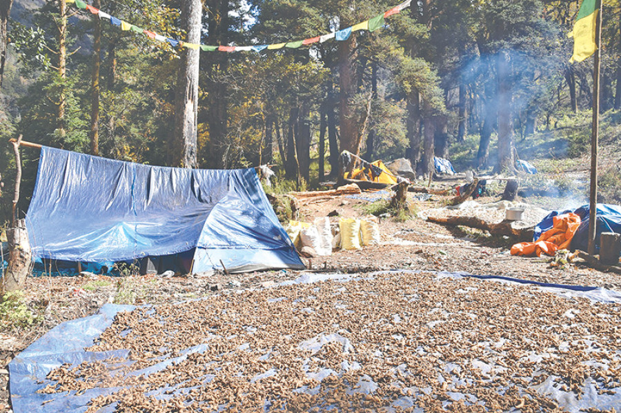 Bajhang herbs risk extinction as illegal harvesting thrives
