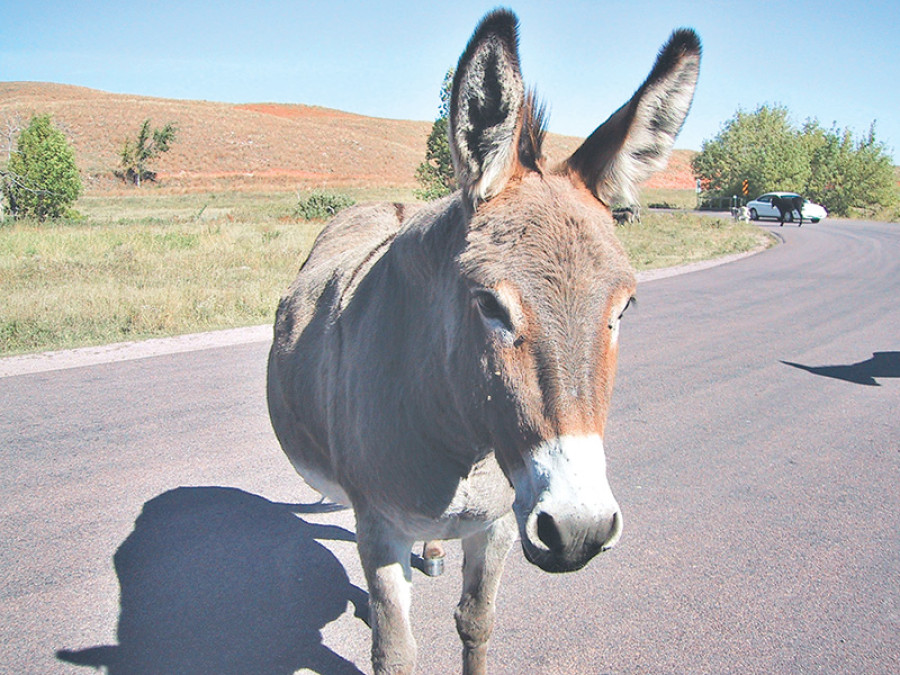 Donkey business