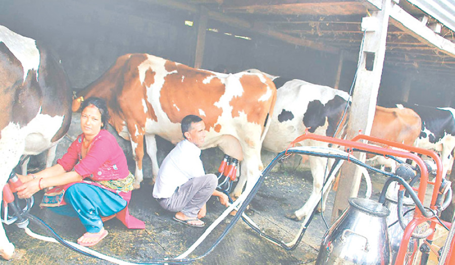 Farmers upset as dairies decrease milk collection