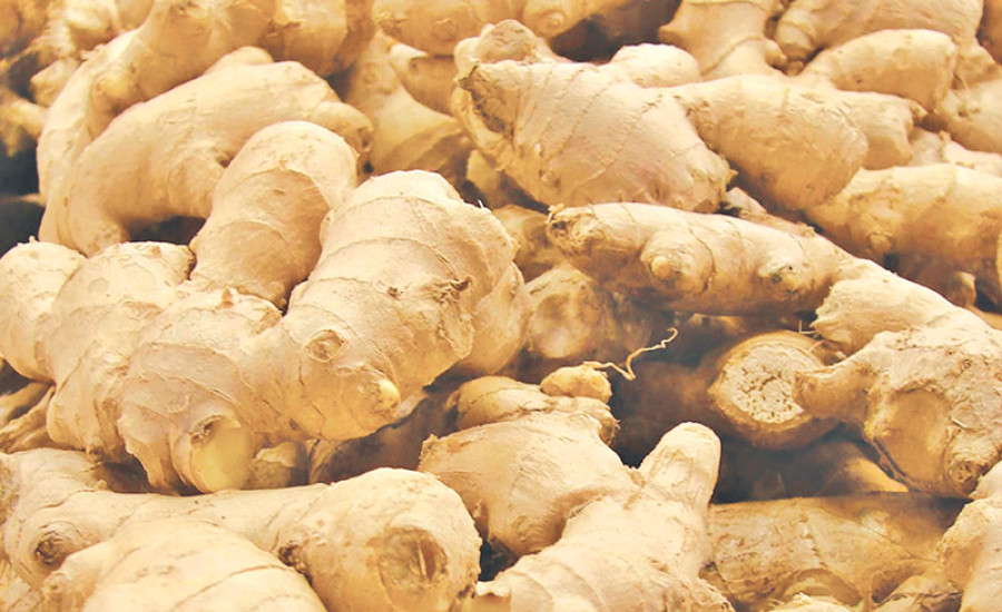 Nepali ginger traders eye Italy as potential market