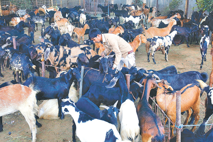 Over 55,000 goats sold in Valley during Dashain