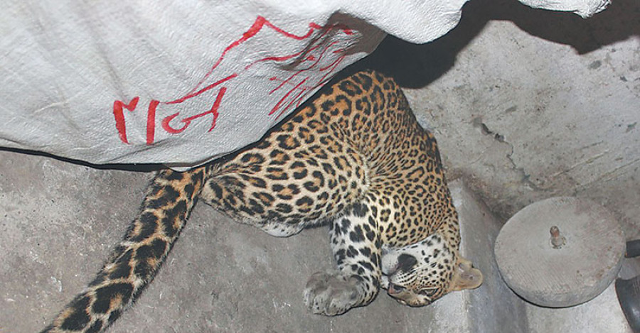 Settlements push into forests: 11 straying leopards killed in 5 yrs