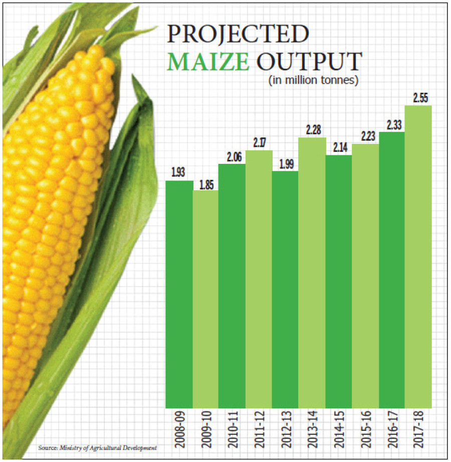 Maize output to hit all-time high of 2.55 million tonnes