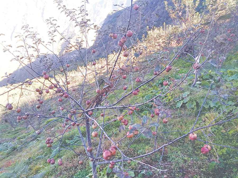 Jumla sells apples worth Rs180 million