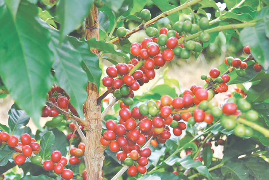 Nepali coffee prices hiked to support farmers