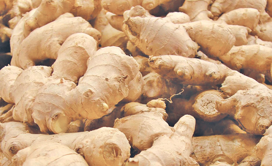 Ginger farmers stand to lose Rs500m