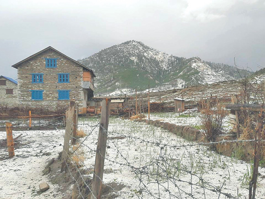 Hailstorm, rain destroy apple crops in Jumla