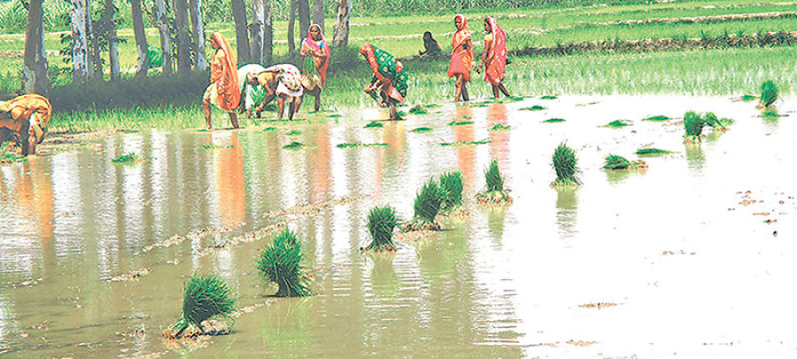 Kailali farmers struggle to find chem fertilizers
