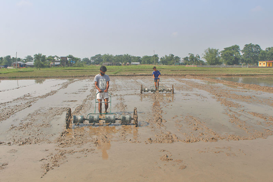 Paddy farmers scramble as monsoon explodes
