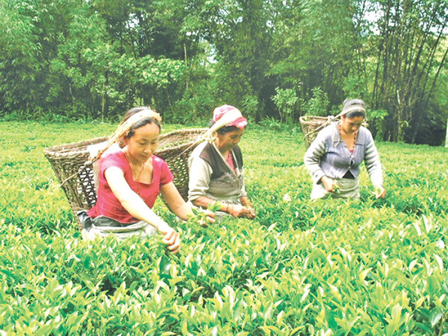 Tea farmers expect govt to fix floor price