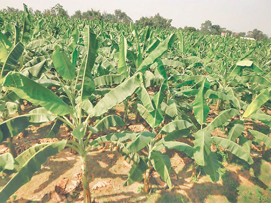 Banana farmers adopt new tech to up yields