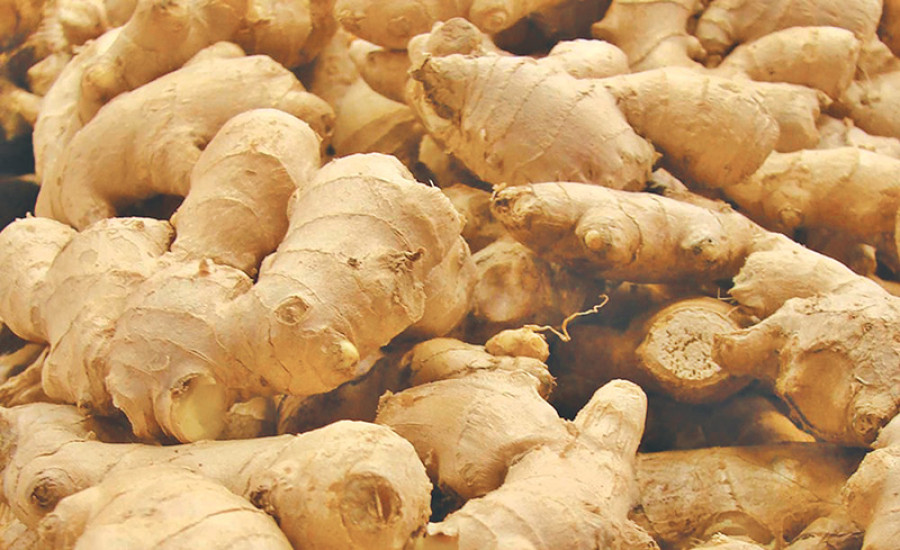 Ginger acreage shrinks with prices in free fall
