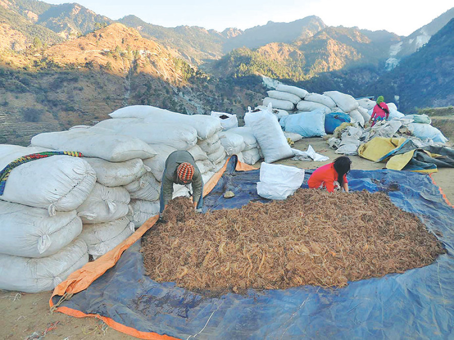 Herb collection in rural Bajura banned