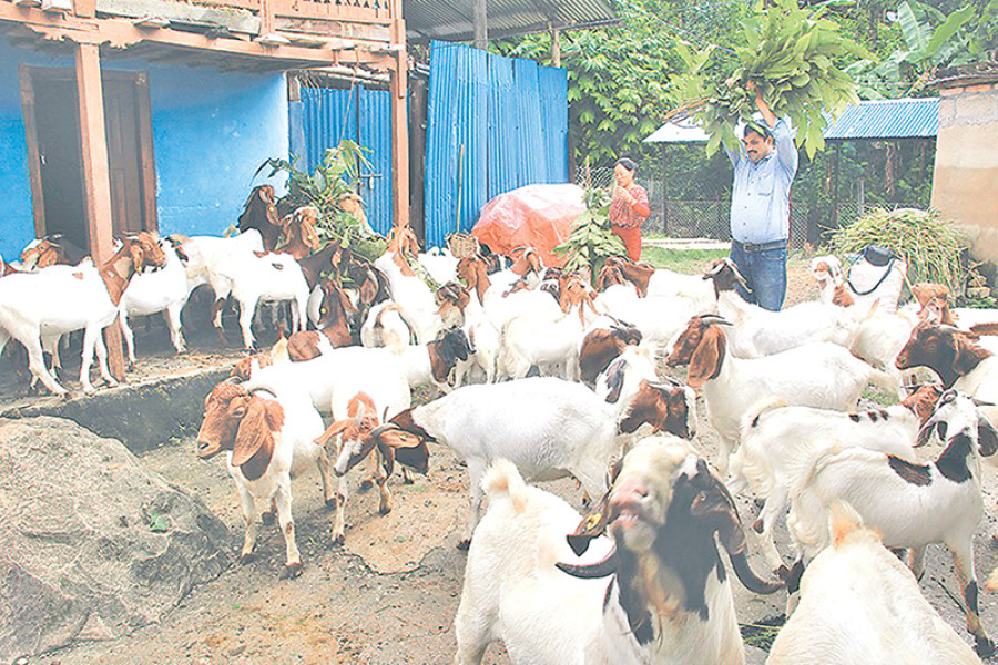 Australian goats cross bred successfully in Nepal
