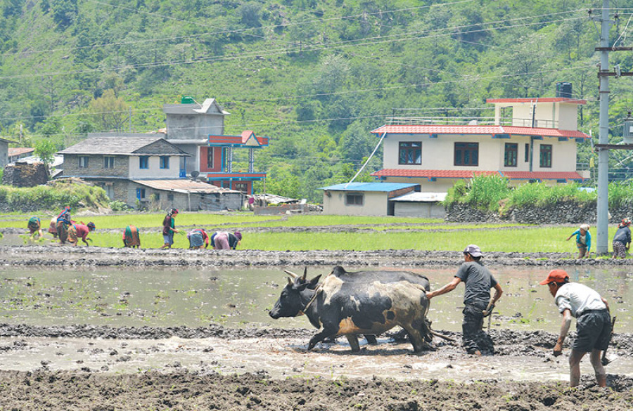 Paddy transplantation to be finished in 2 wks