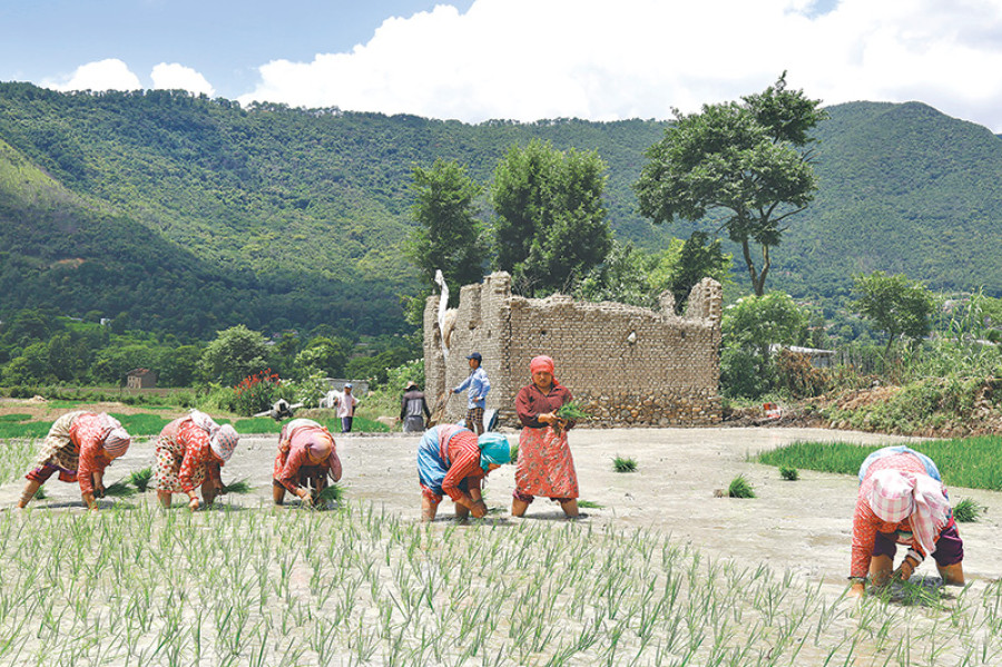 Farmers receive no subsidy from govt
