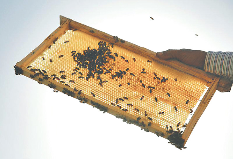 Beehives in Pyuthan insured for first time