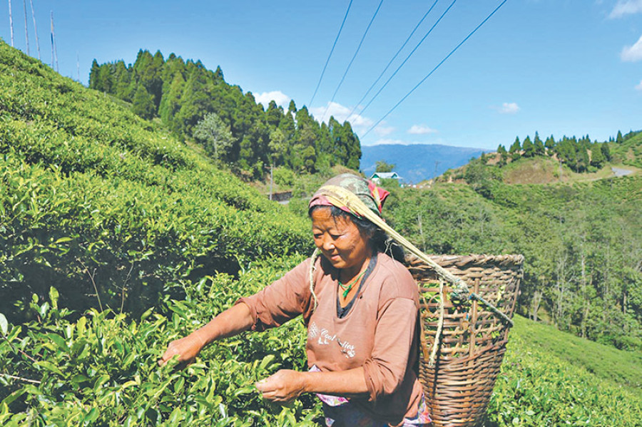 Small tea factories rue organic certification