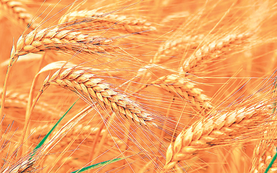 Sindhupalchok wheat production plunges