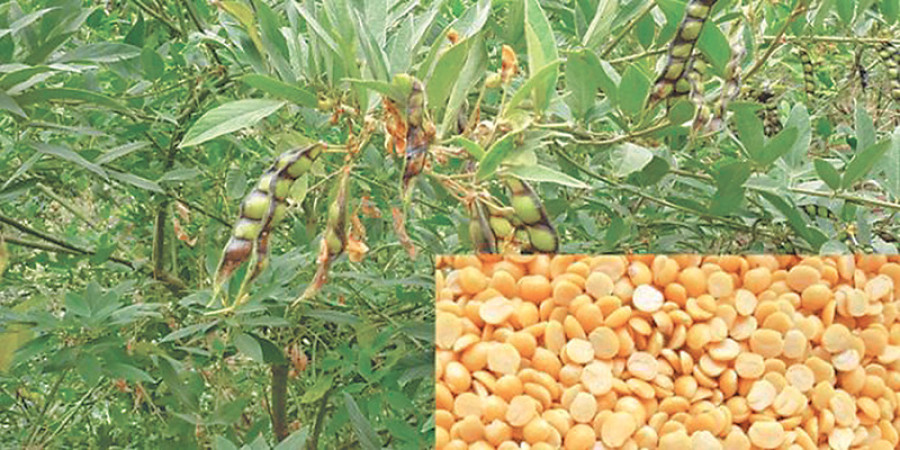 Red gram farmers upset after prices plunge 70pc