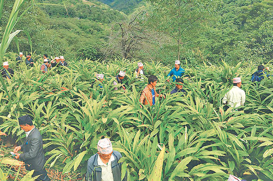Ilam farmers’ response to agro insurance ‘lukewarm’