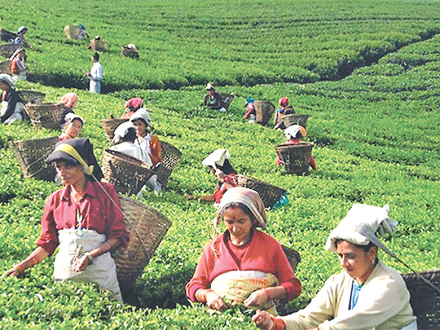 Nepali tea industry lacks technology, expertise