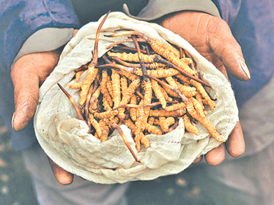 Yarsa smuggling up due to lax border controls