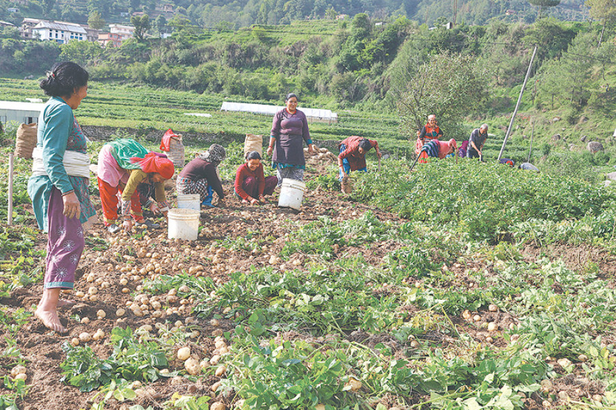 Veggie prices ease as winter harvests arrive