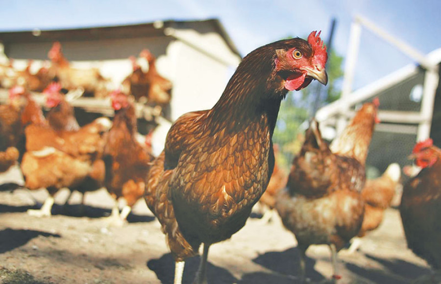 Farmers face financial ruin amid egg glut
