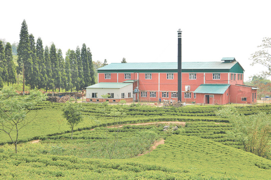 Nepali factories struggle to find green tea leaves