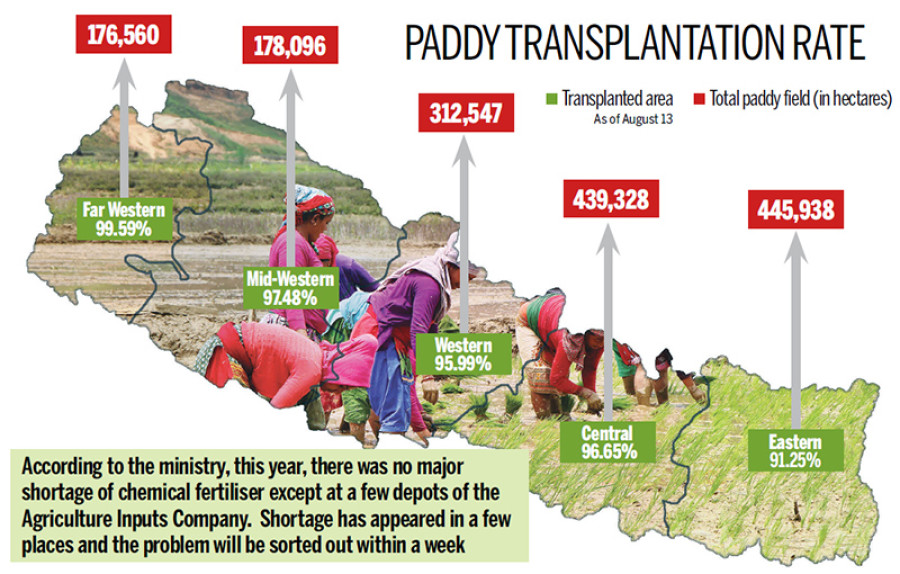 Paddy plantation at over 95 percent, fastest in recent years