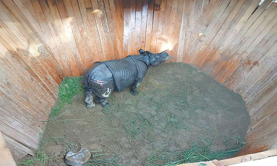 Plan to gift two rhinos to China ahead of PM visit falls through