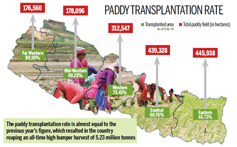 Transplantation speeds up after incessant downpour