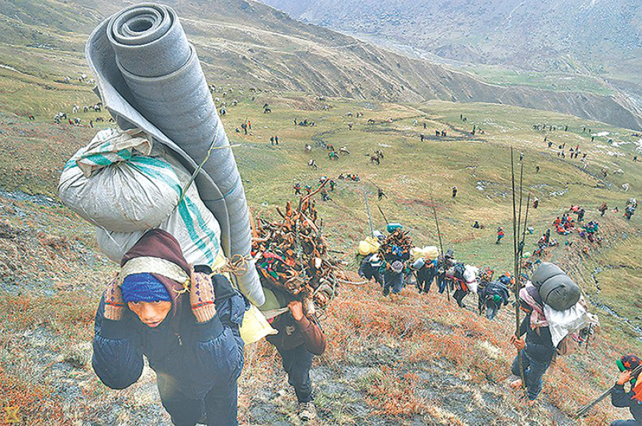 Locals make preparations for yarsha harvest season