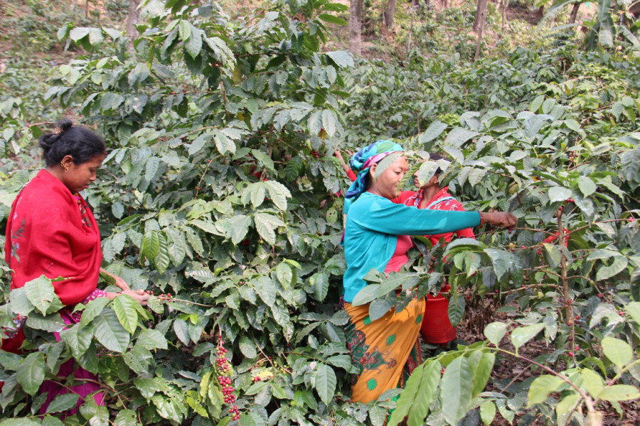 Nepal is a Bourbon coffee country, report says