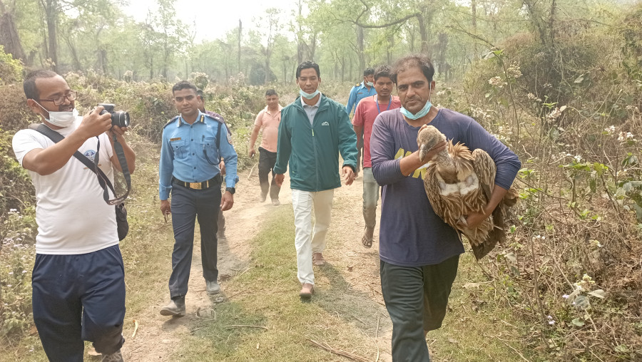 Six vultures found dead in East Nawalparasi, 12 more taken ill
