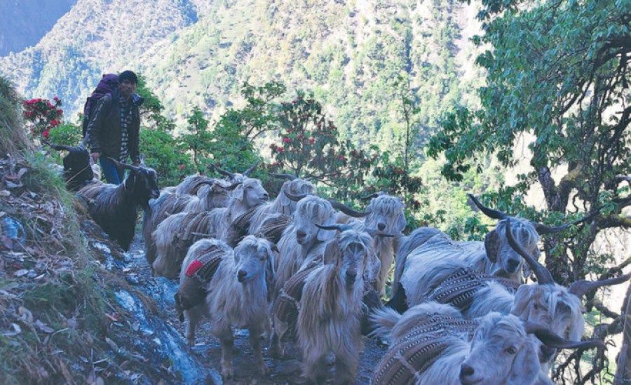 Locals cry foul over shortage of subsidised rice in Saipal