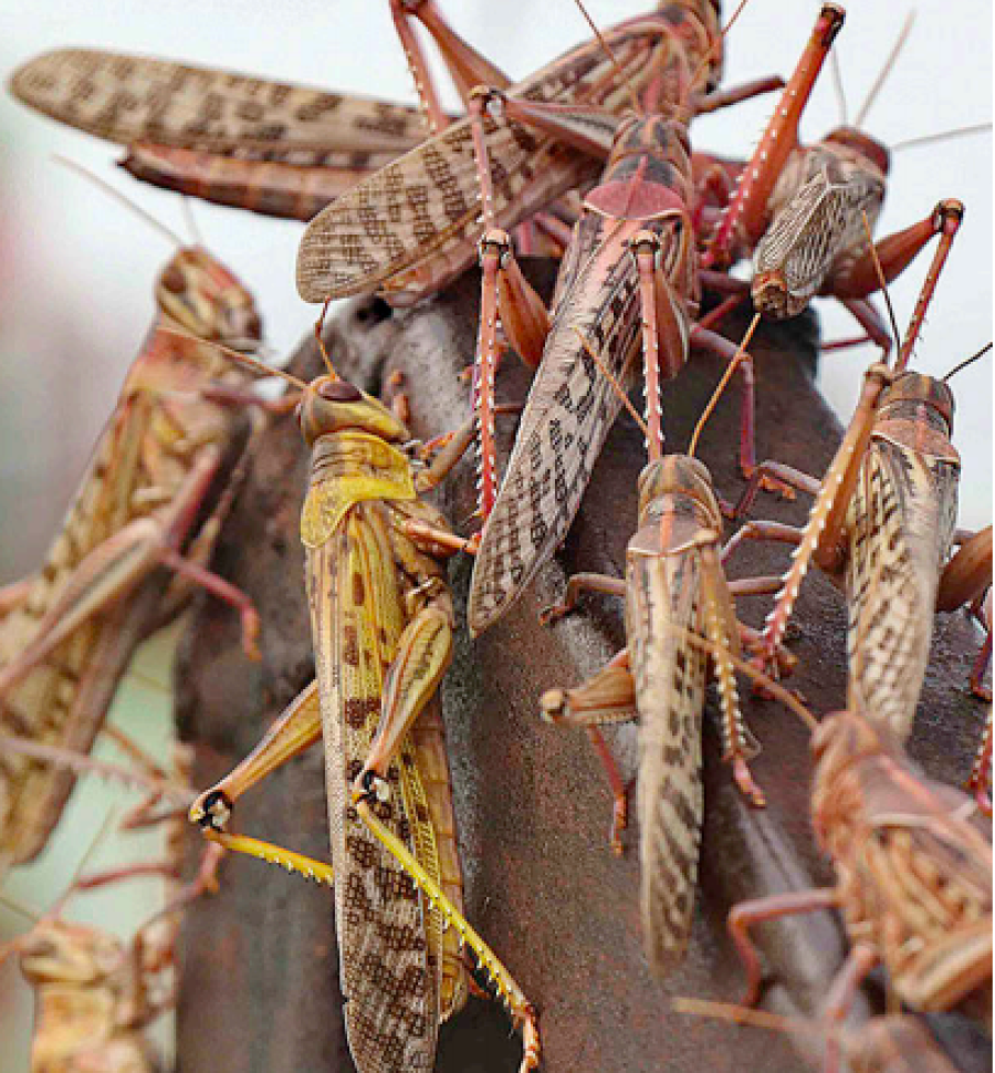 Second wave of locust invasion imminent; government mulls raising pest bounty to Rs 500 per kg