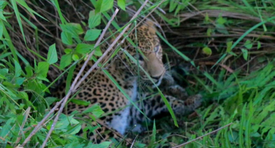 Woman injured in leopard attack in Dolakha
