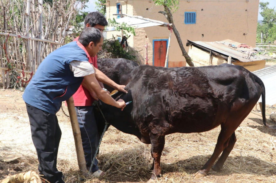Farmers distressed as lumpy skin disease kills their cattle