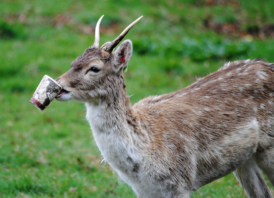 Human beings and wildlife