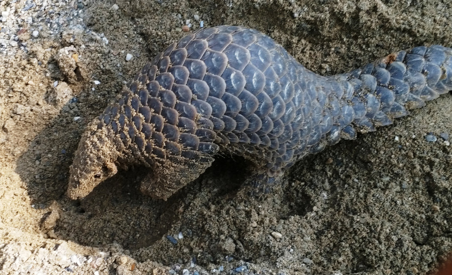 Pangolin conservation runs effectively in Makwanpur’s buffer zone community forests