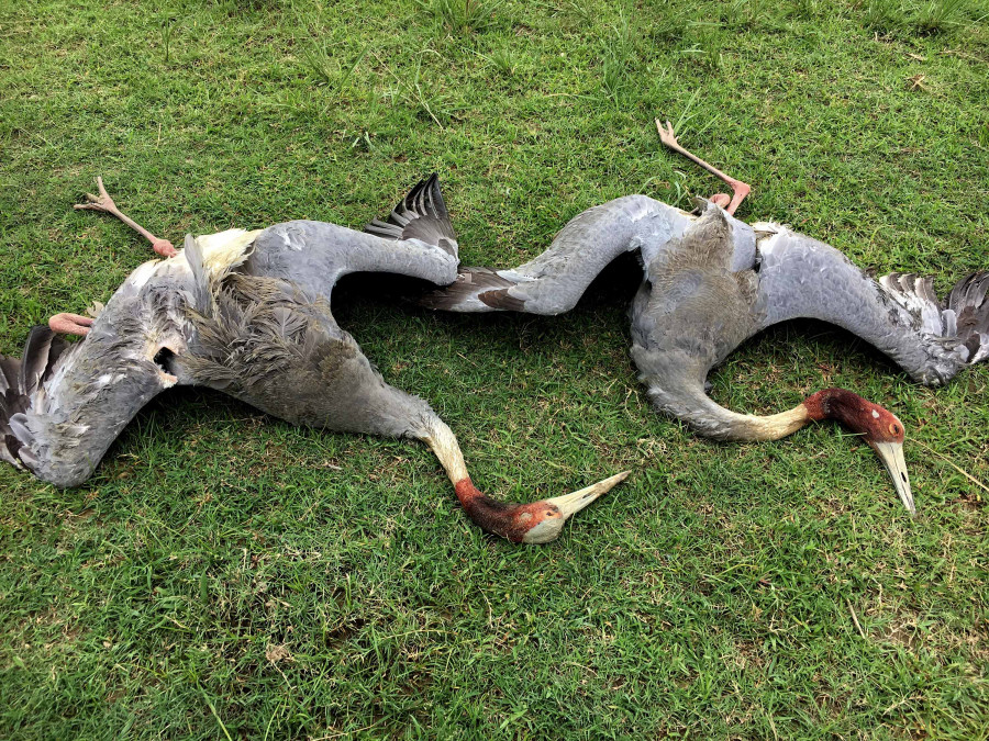 Rising death rate of sarus crane, world’s tallest flying bird, raises concerns