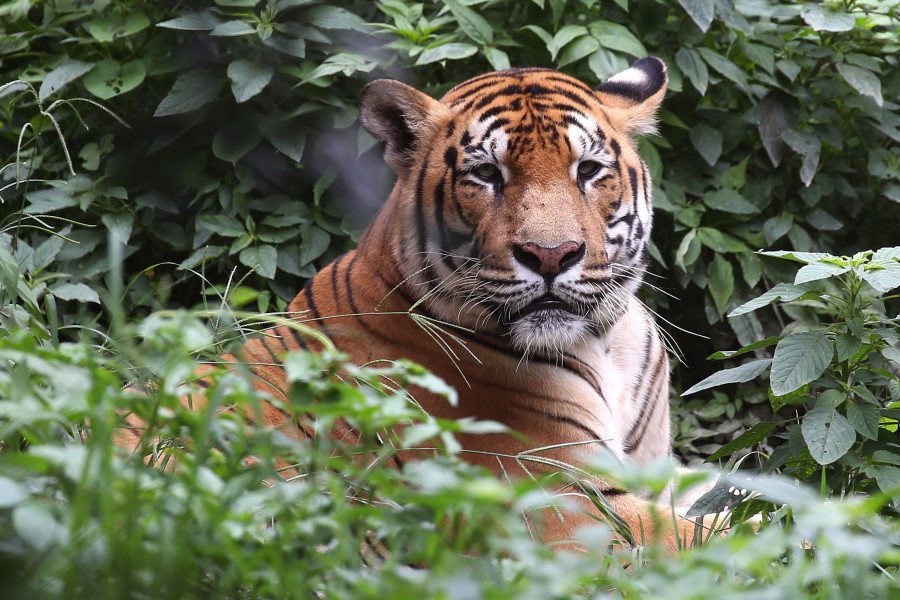 Parsa sanctuary's tiger population increases fourfold in a decade